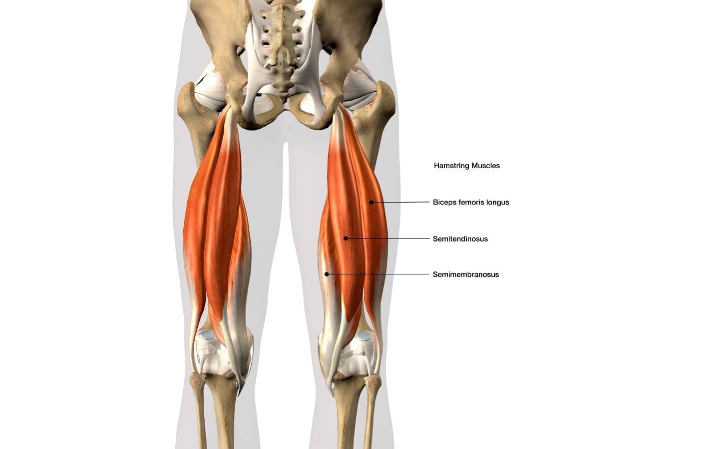 Hamstrings Muscles